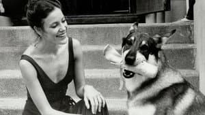 The Littlest Hobo — foto 1