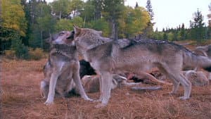 Wolves at Our Door — foto 1