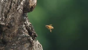 Tagebuch einer Biene — foto 3