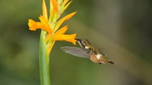 Kolibris - Leben am Limit — foto 1
