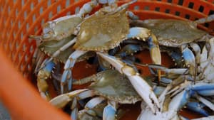 Fantasmas de Chesapeake (Parte 1)