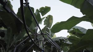 The Inner Life of Exterior Plants — foto 1