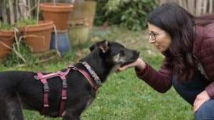 Dein perfekter Hund — foto 1