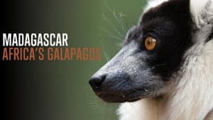 Madagascar: Africa's Galapagos — foto 1