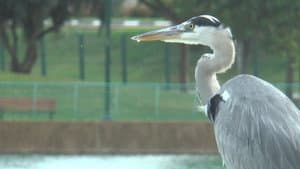 Birds of a Feather Flock Together — foto 1