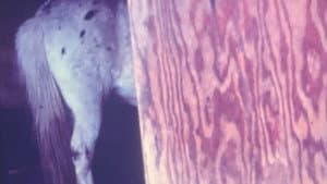Horseflesh — foto 2