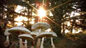 Know Your Mushrooms — foto 1