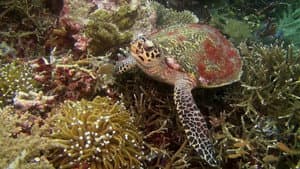 Amazing Ocean 3D — foto 3