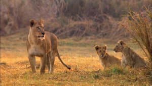 Swamp Lions — foto 6