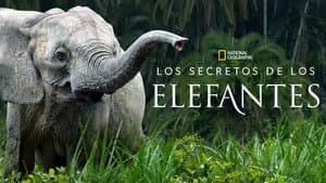 Secretos de los Elefantes — foto 11
