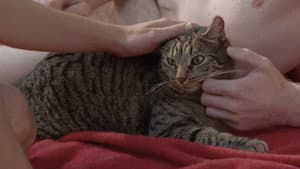 Kater — foto 7