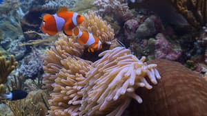 Coral Triangle — foto 3