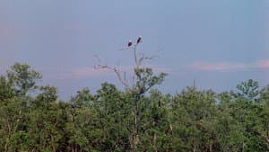 Distant Drums — foto 12