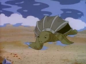 Tortugas, tortugas por doquier