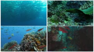 World Natural Heritage Colombia: Malpelo National Park — foto 1
