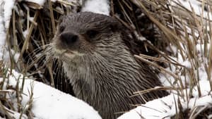 Seasons of the Otter — foto 1