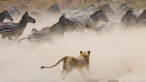 Nature's Mass Attacks — foto 2