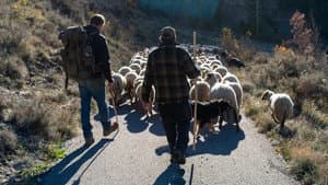 Vivre avec les loups — foto 3