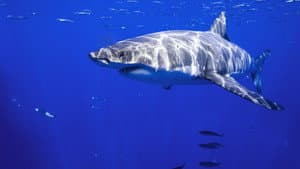 When Sharks Attack 360 — foto 11