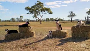 Muster Dogs — foto 1