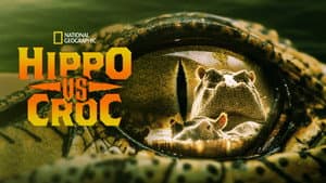 Hippo vs Croc — foto 9