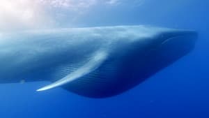 Ocean Giants — foto 1