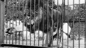 Lion — foto 1