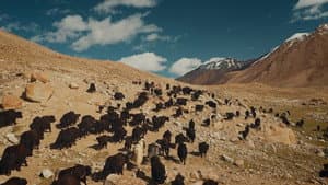 A Cry From The Mountains — foto 8