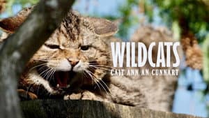 Wildcats: Cait ann an Cunnart — foto 1