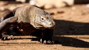 The Natural World--Komodo: The Deadly Bite — foto 2