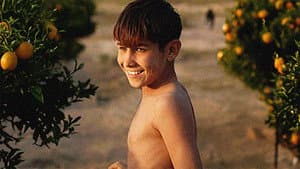 The Orange Grove — foto 1