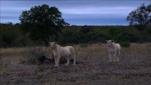 The White Lions — foto 3