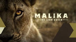 Malika the Lion Queen — foto 4