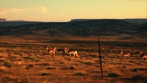 Edward Abbey, naturellement subversif ! — foto 2