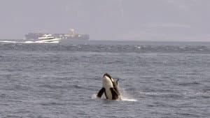 Achtung Orcas! Gefahr vor Gibraltar? — foto 1