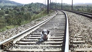Belyy Bim Chernoe ukho — foto 6