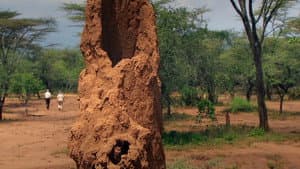Termites: The Inner Sanctum — foto 4