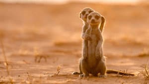 Meerkat Manor: Rise of the Dynasty — foto 5