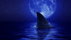 Shark Side of the Moon — foto 1
