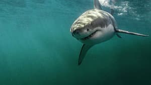 Return of the White Shark — foto 10