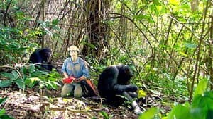 Chimpancés