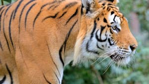 Tigre de Sibérie, seigneur sans frontières — foto 4