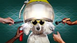 Haute Dog — foto 2