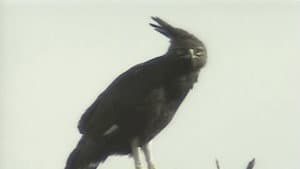 アフリカ動物パズル — foto 5