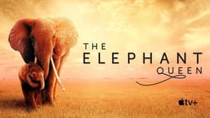 The Elephant Queen — foto 6