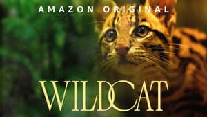 Wildcat — foto 10