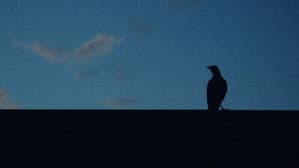 A Sign of Things — foto 1