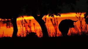 ​​Animal | Humano — foto 1