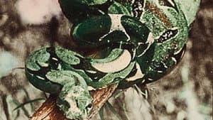 Attack of the Jungle Women — foto 1