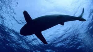 Shark Dive — foto 1